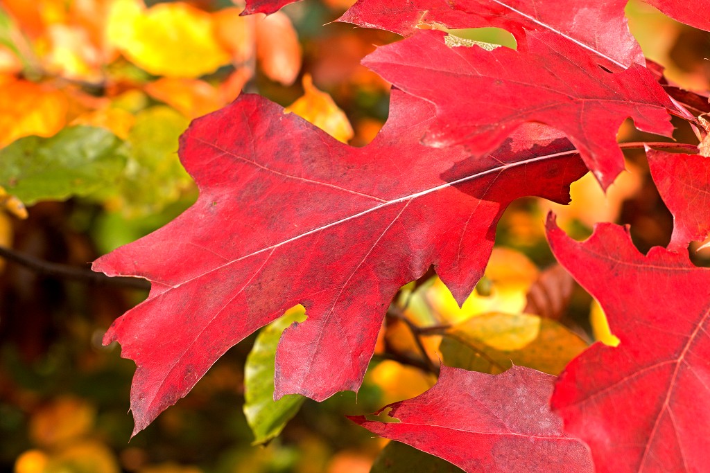 lente zomer herfst winter seizoen seizoenen voorjaar najaar hdr paddenstoelen bladeren mist regen sneeuw